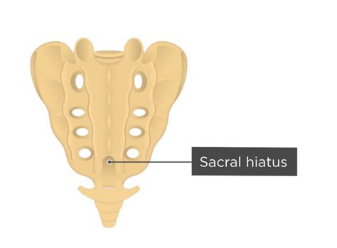 hiatus sacralis